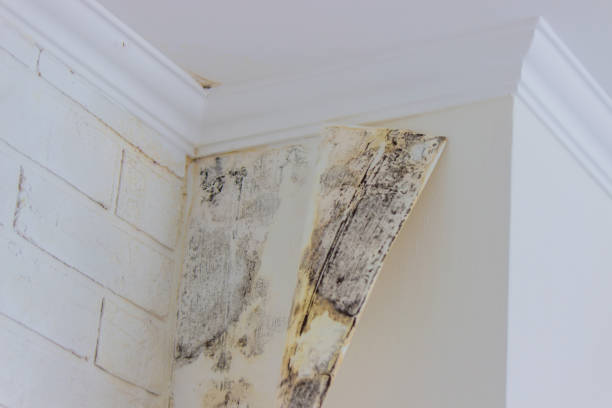 Mold Remediation for Rental Properties in Mcminnville, TN